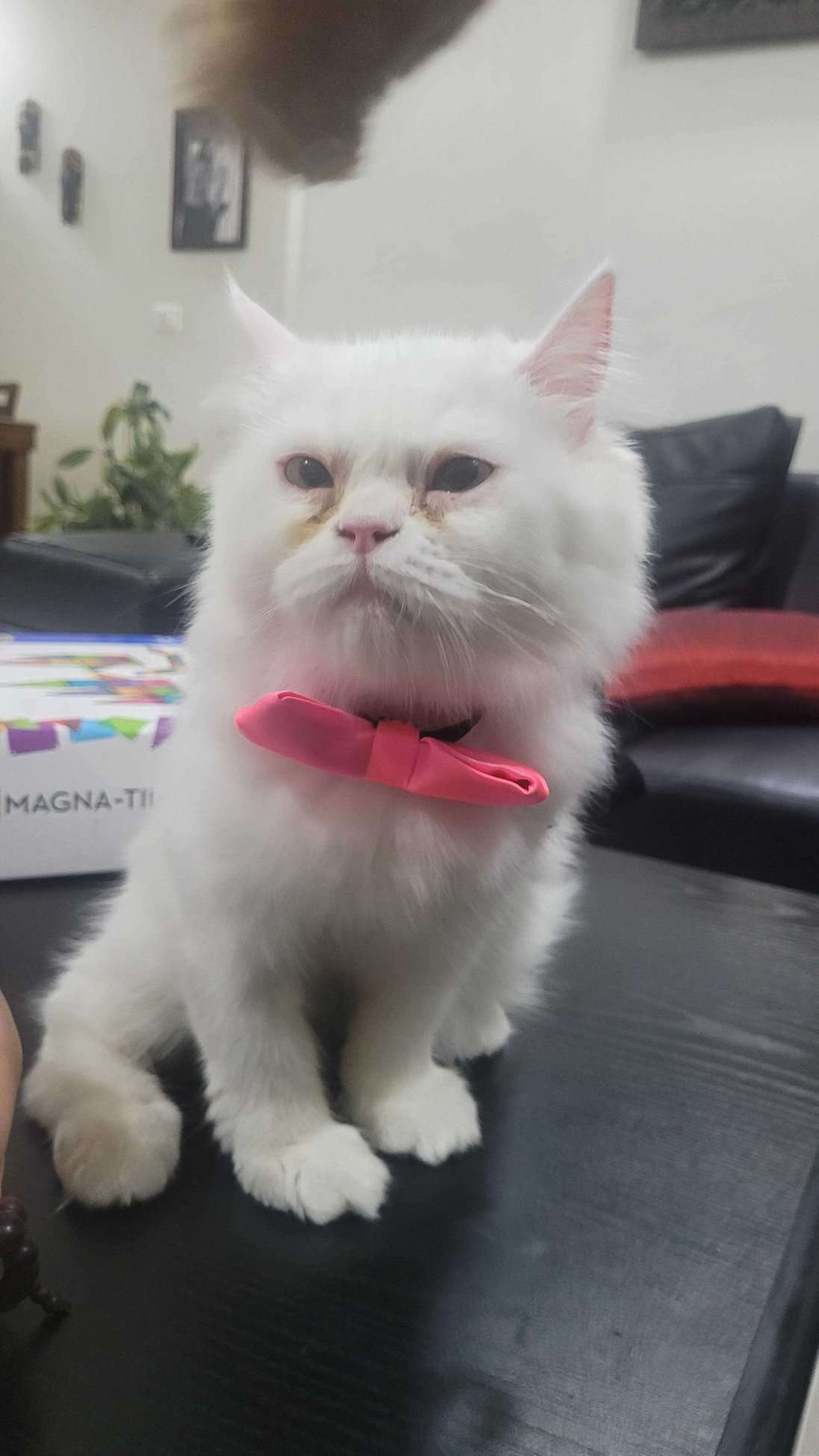 Best persian cat farm in chennai😼, Cats for sale