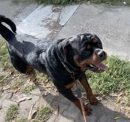 Pitbull mating hot sale with rottweiler