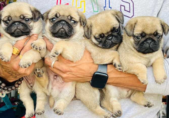 Pug Puppies for sale in India At Best Prices | Mr n Mrs Pet