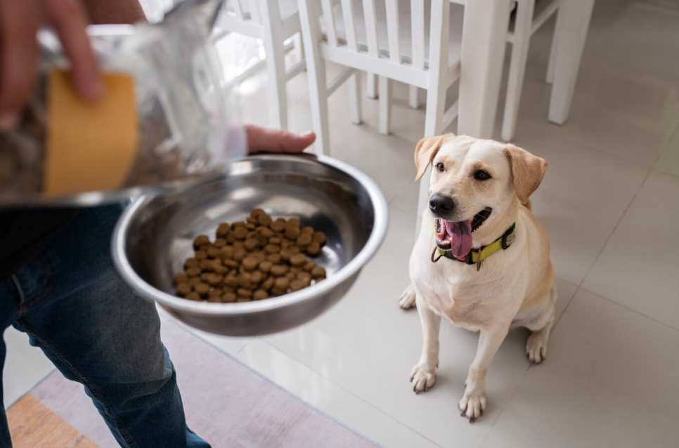 Food for newly delivered mother dog best sale