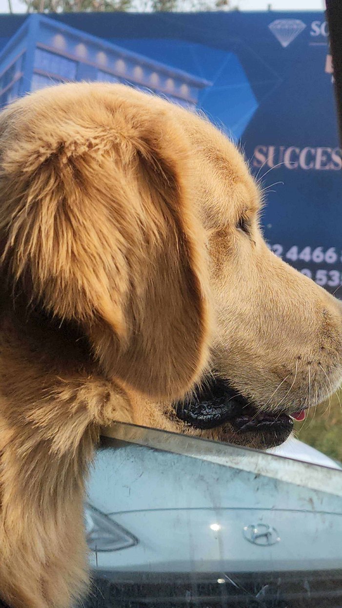 Golden retriever sale female for mating