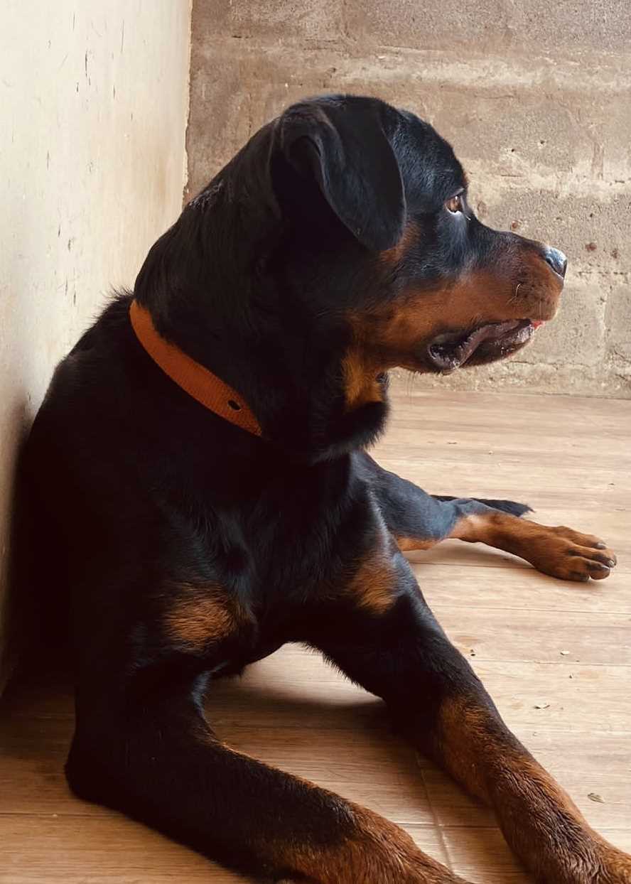 Female rottweiler sale for mating