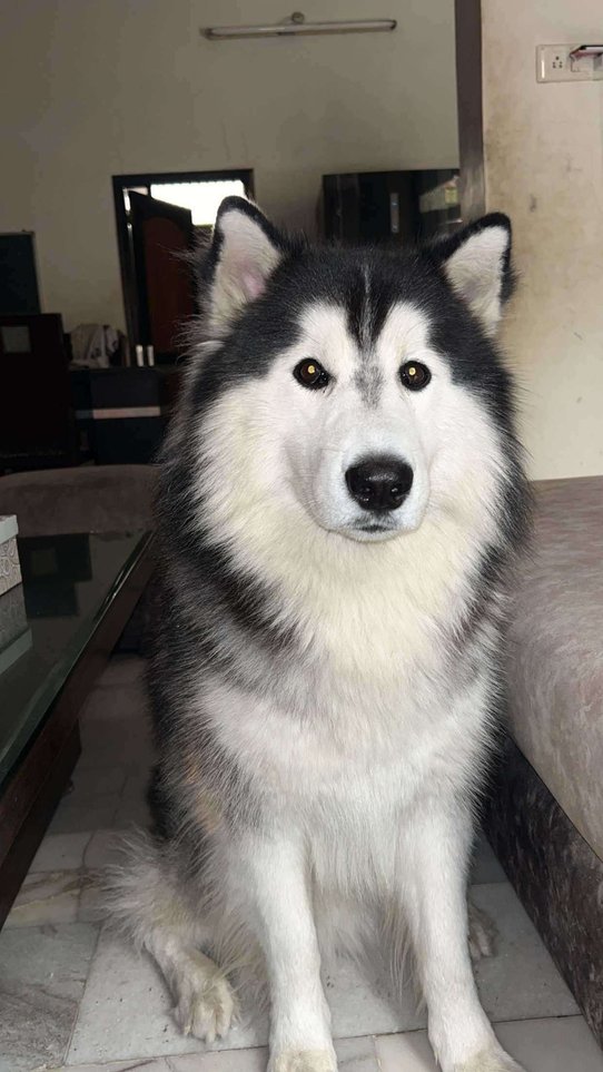 Female husky looking for stud hot sale near me