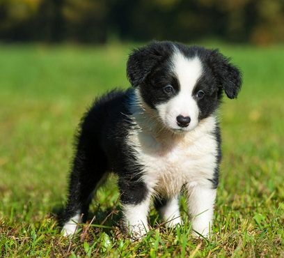 Find Purebred Border Collie Dogs and Puppies for sale | Mr n Mrs Pet