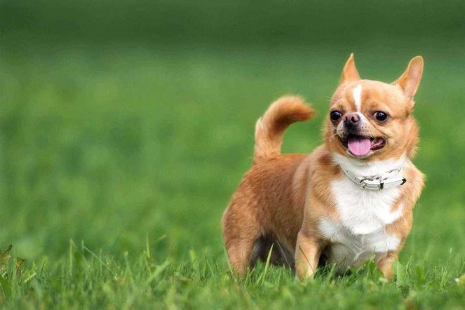 Smallest Dogs- 10 Dog Breeds That Will Make You Go Aww