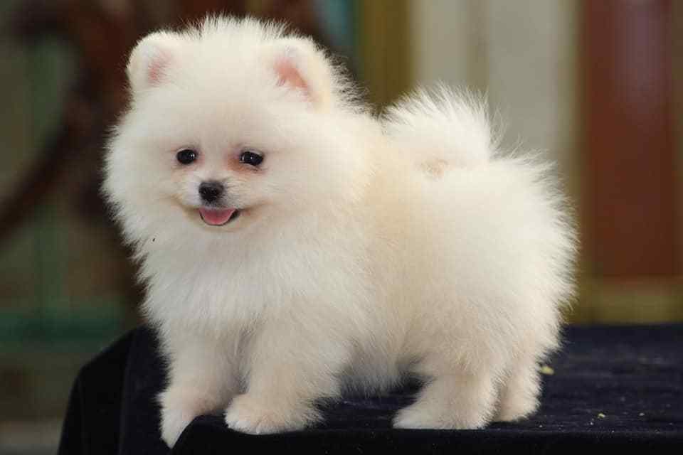 Pomeranian Puppies for Sale Price in Delhi Mr n Mrs Pet