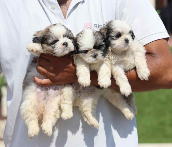 Pomeranian Puppies for Sale Price in Hyderabad Mr n Mrs Pet