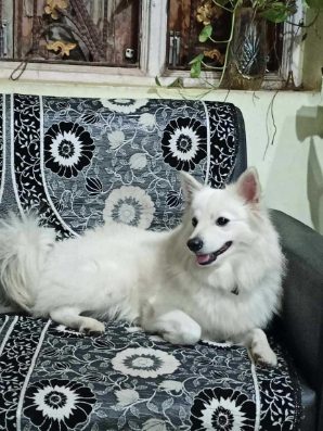 Japanese Spitz Dogs For Stud Charges In India Mr N Mrs Pet