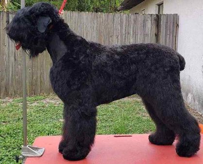 Black Russian Terrier Puppies For Sale Price In India Mr N Mrs Pet