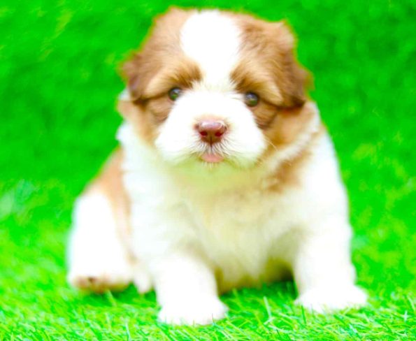 Cavapoo Puppies For Sale Price In Mumbai Mr N Mrs Pet