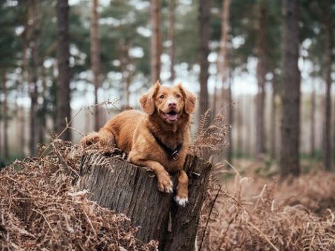 How to Take Care of Your Dog in the Scorching Heat of India