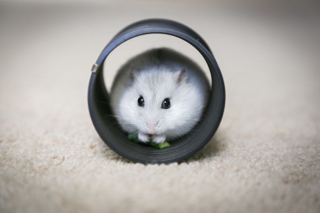 How to Take Care of Your Hamster – 5 Tips That Will Keep Your Hamster Happy