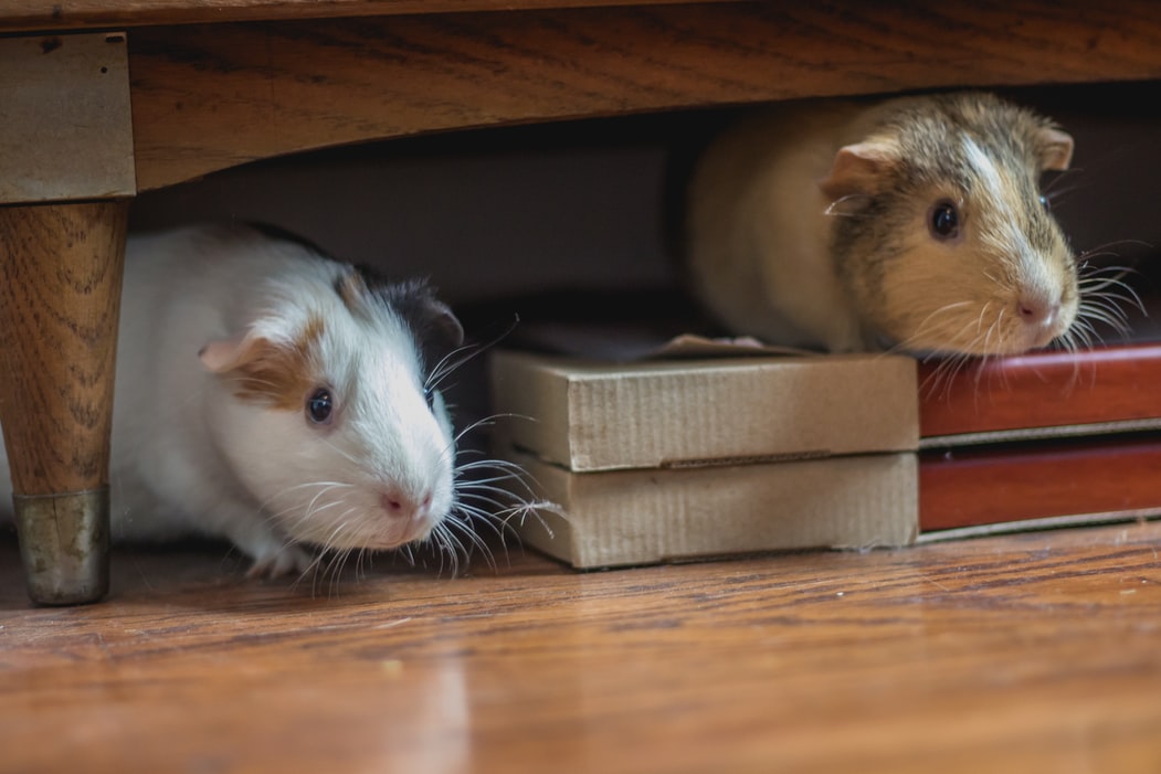 How to Take Care of Your Hamster – 5 Tips That Will Keep Your Hamster Happy