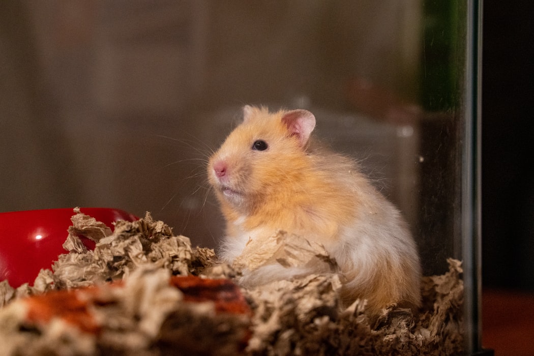 How to Take Care of Your Hamster – 5 Tips That Will Keep Your Hamster Happy