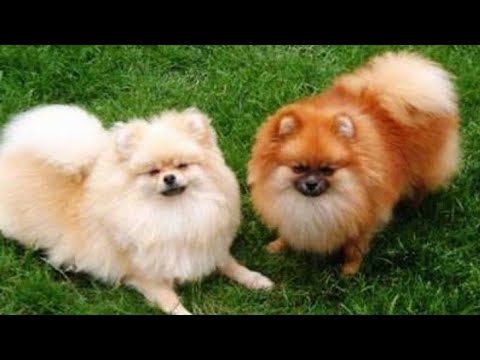 Buy Healthy Toy Pomeranian Puppies For Sale In India At Best Price