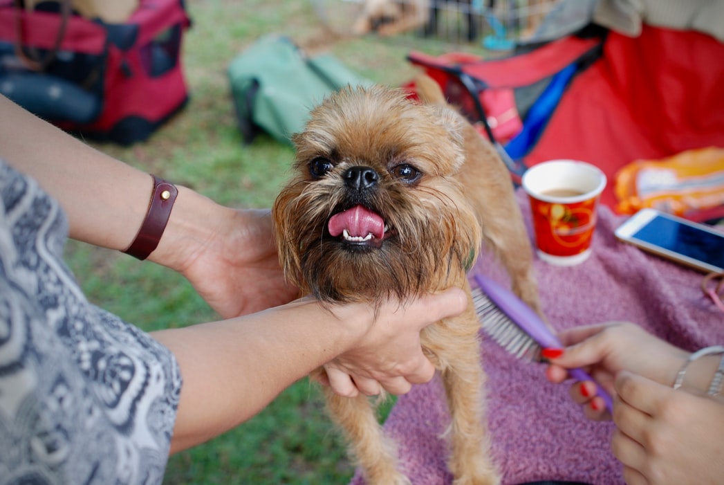 Importance of Dog Grooming – 5 Things That You Must Take Care of As a Dog Parent