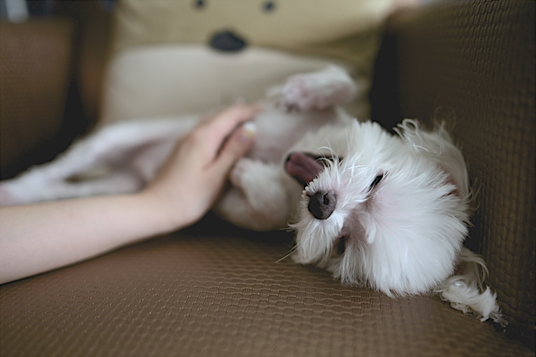 Importance of Dog Grooming – 5 Things That You Must Take Care of As a Dog Parent