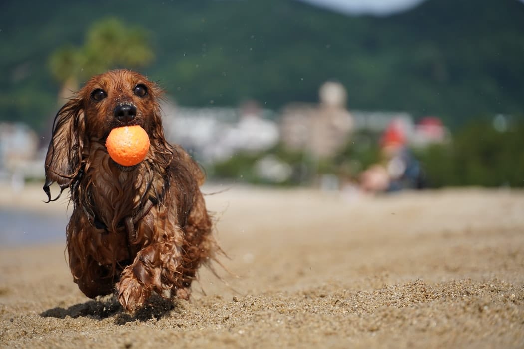 Which dog breed is best for India?