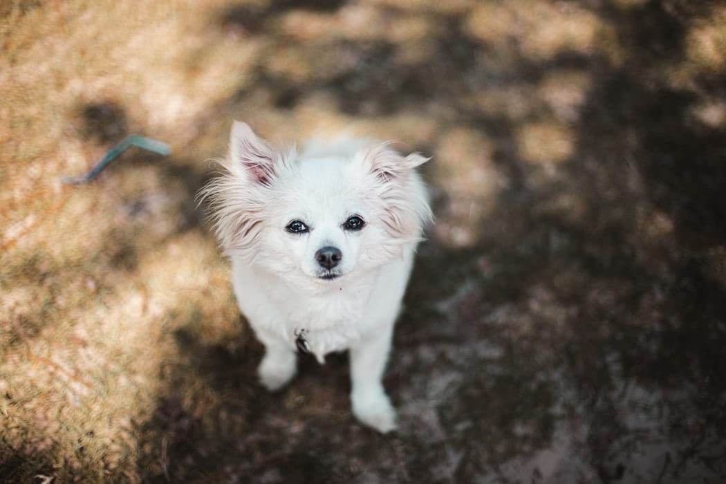 Which dog breed is best for India?