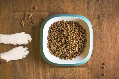 5 Things To Remember While Choosing The Right Packaged Food For Your Dog