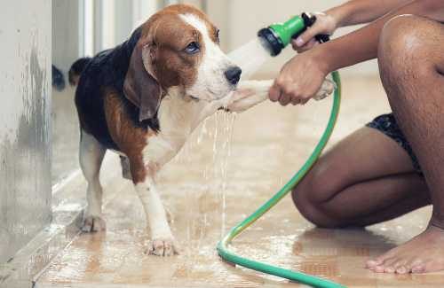 How to Clean Up Your Dog after a Walk