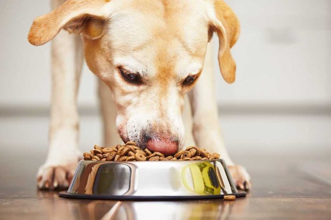 Food Expense for Your Pet