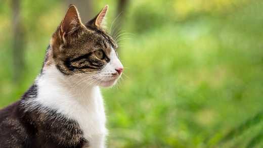 Paracetamol Poisoning In Cats