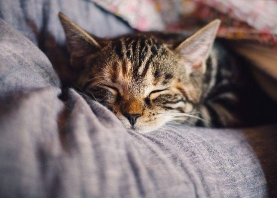 Paracetamol Poisoning In Cats