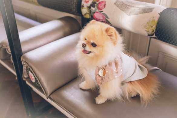 Top 5 Cutest Dog Breeds of India