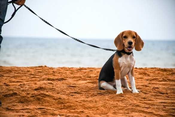 Top 5 Cutest Dog Breeds of India