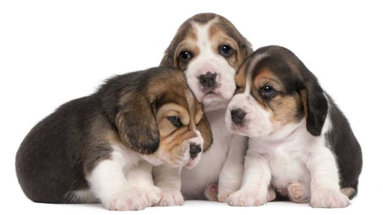 Beagle Price In India | Buy Beagle Puppies In India