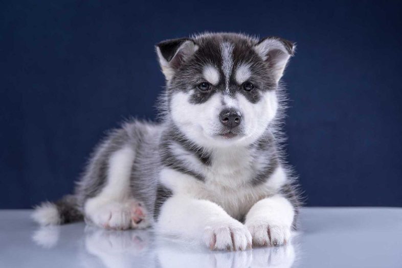 Siberian Husky Price In India Buy Siberian Husky Puppies In India