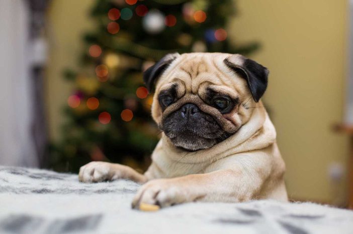 Pug Price In India | Buy Pug Puppies In India