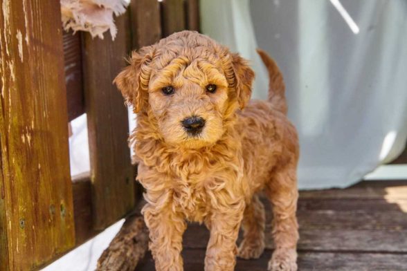 Poodle Price In India | Buy Poodle Puppies In India