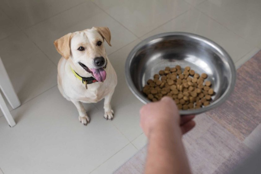 5 best easily digestible dog food best for a Summer diet