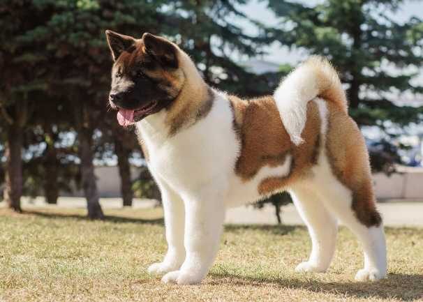 Mr n Mrs Pet List Down The Most Attractive Dog Breeds in India