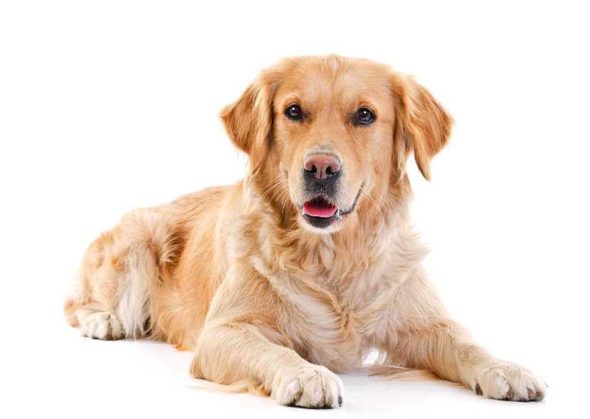 10 Family Friendly Dog Breeds