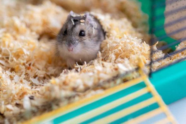 Understand your Hamster’s Body Language; A Quick Guide