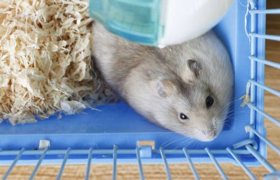 Understand your Hamster’s Body Language; A Quick Guide