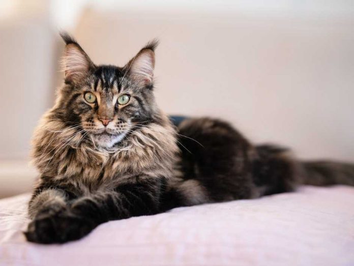 Friendly cat breeds that quickly get along with dogs