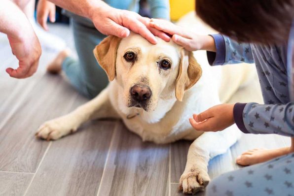 Did you know that Labradors have been declared to be the naughtiest breed?