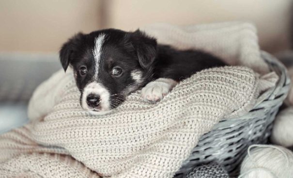 10 practical ways to calm your dog’s anxiety