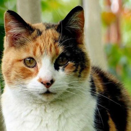 How an Observant Cat protected her Owner from Potential Burglars