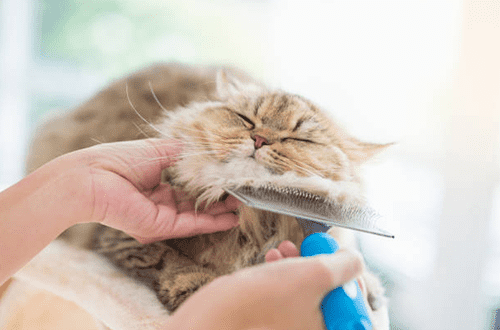 Why are grooming and styling essential for every Pet?