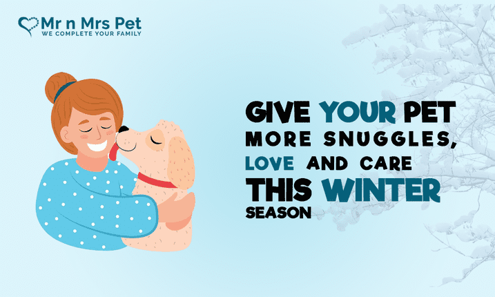 7 winter care tips for your dog