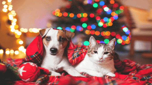 Why is Christmas the best time to adopt a pet?