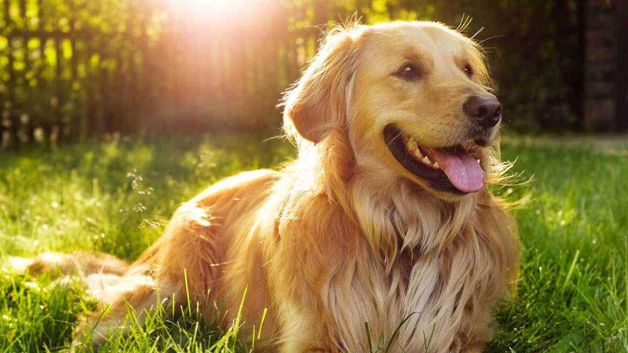 7 Best dog breeds for first-time pet parents