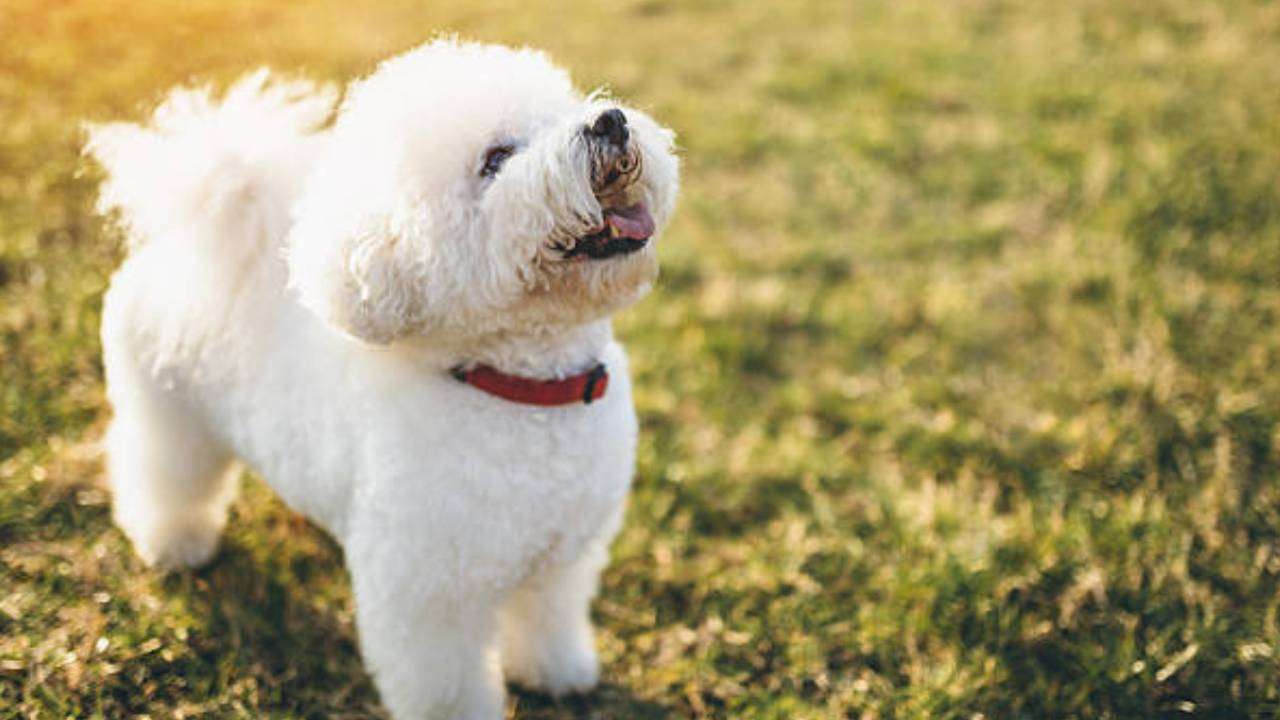 7 Best dog breeds for first-time pet parents