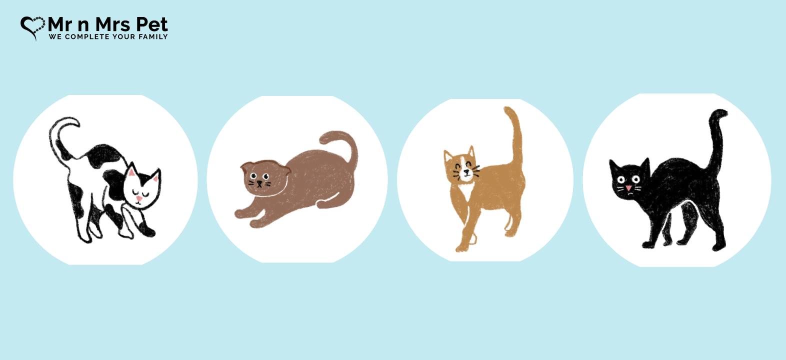 How Cats express through body language?