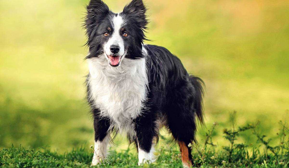 which dog breeds are suitable for indian climate